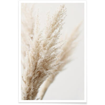POSTER PAMPAS REED 60x90